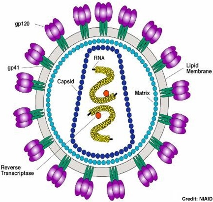 Detail Gambar Virus Aids Nomer 16