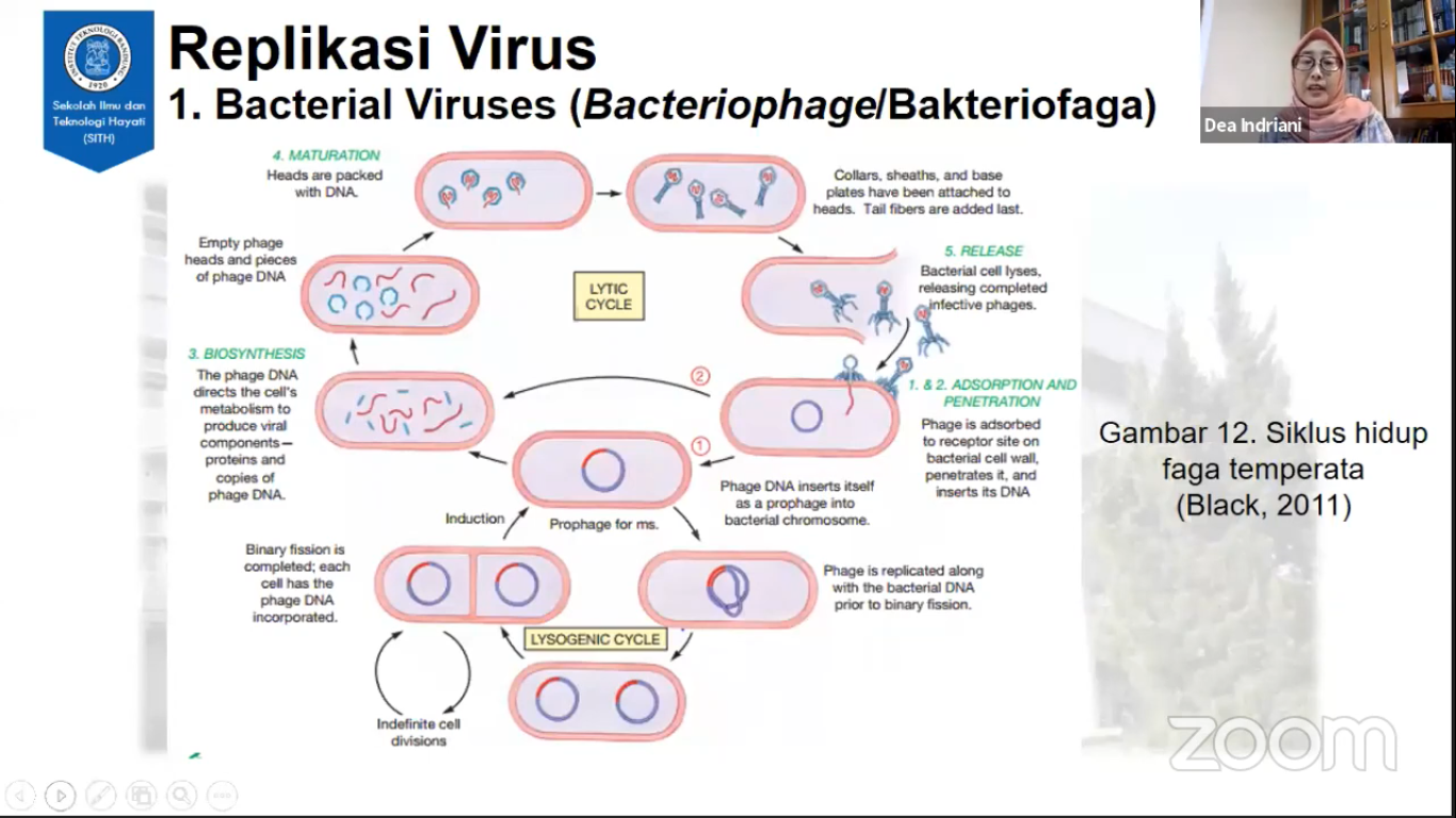 Detail Gambar Virus Dan Penyakit Yang Disebabkannya Nomer 19