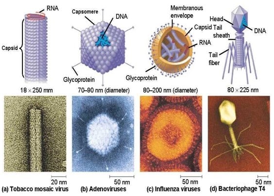 Detail Gambar Virus Dan Peranannya Nomer 11