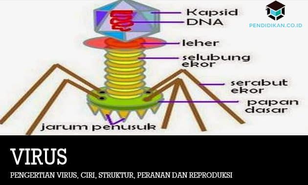 Detail Gambar Virus Dan Peranannya Nomer 9