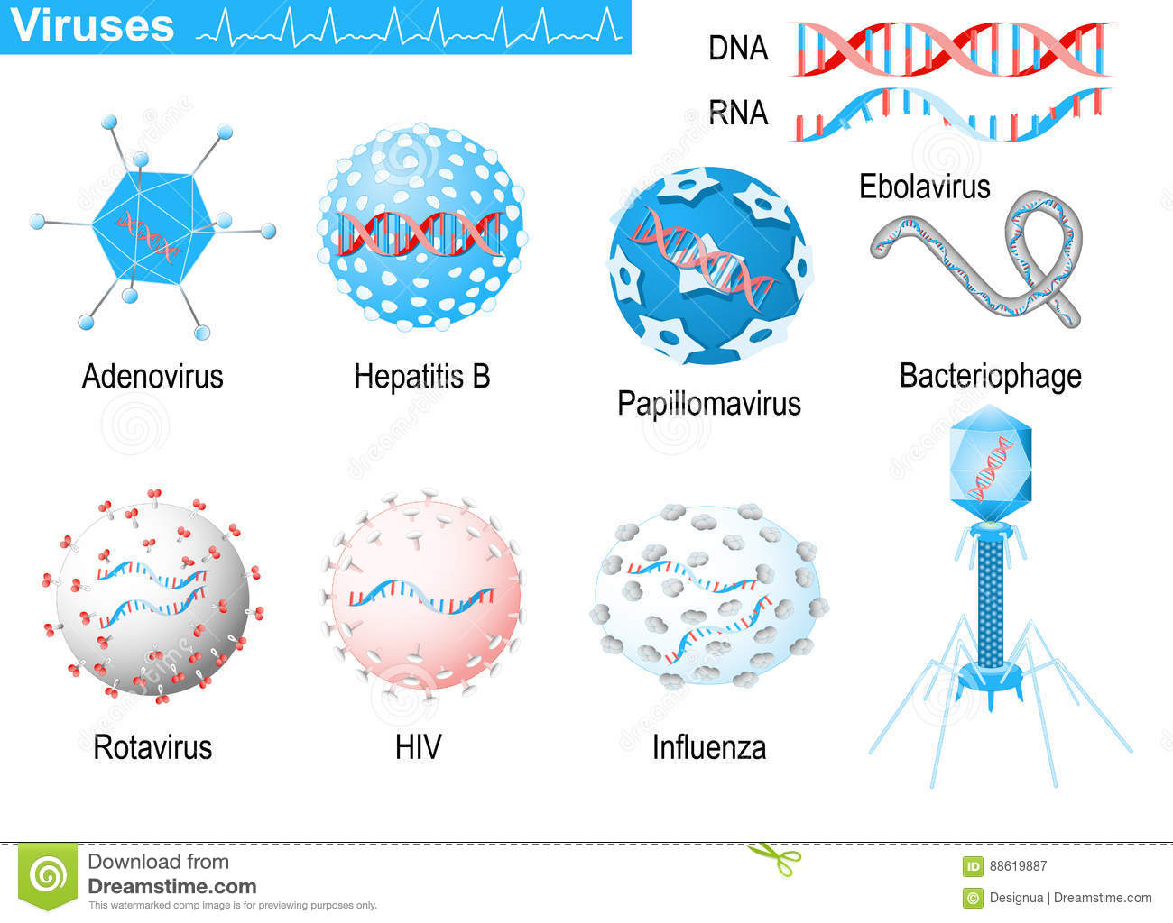 Detail Gambar Virus Dna Nomer 12
