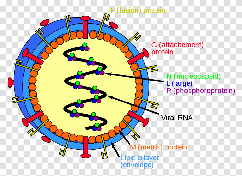 Detail Gambar Virus Dna Nomer 16