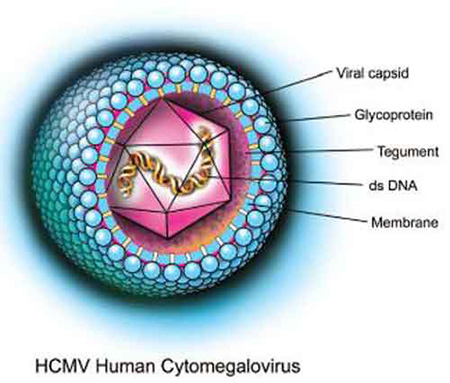 Detail Gambar Virus Dna Nomer 18