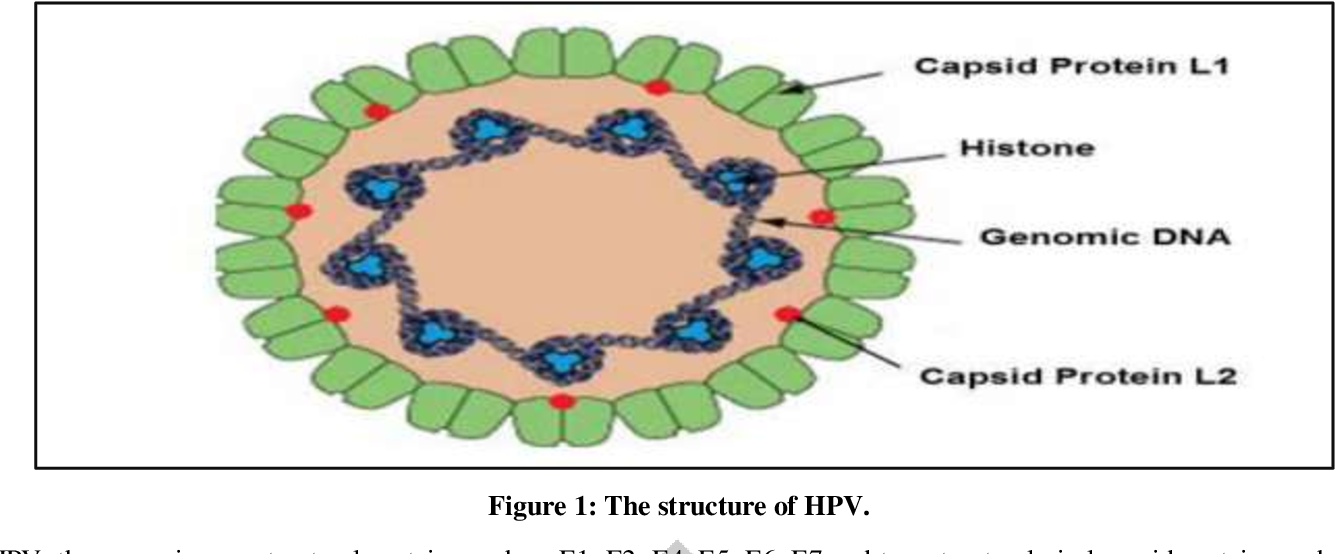 Detail Gambar Virus Dna Nomer 20