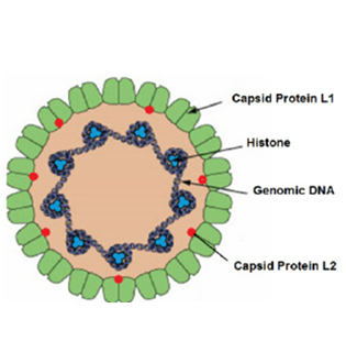 Detail Gambar Virus Dna Nomer 25