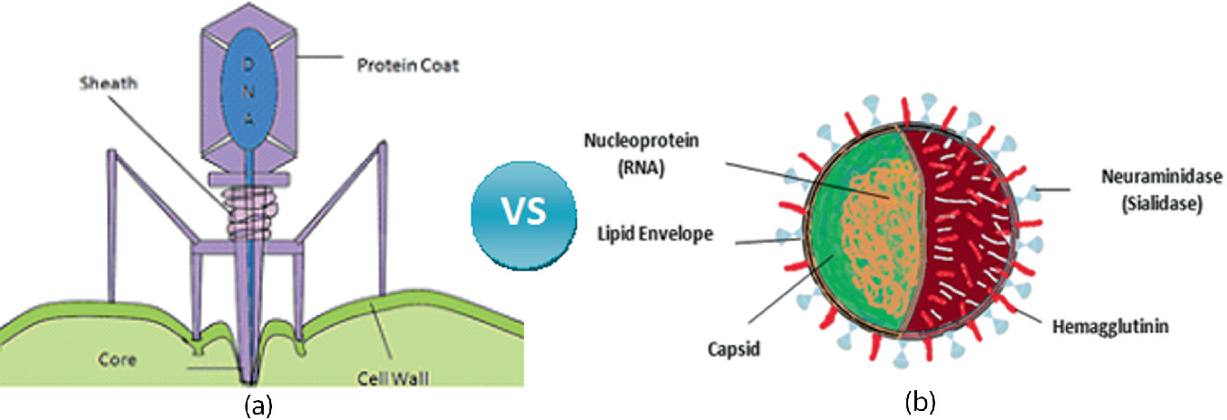 Detail Gambar Virus Dna Nomer 35