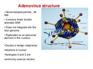 Detail Gambar Virus Dna Nomer 39