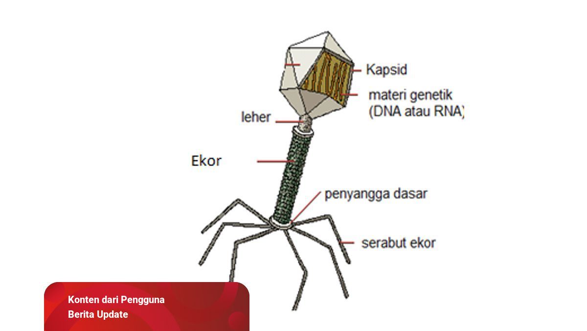 Detail Gambar Virus Dna Nomer 42