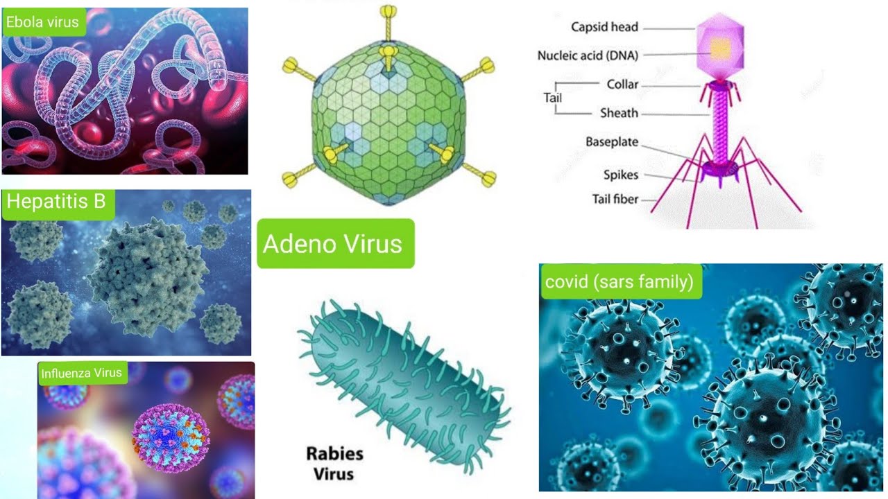 Detail Gambar Virus Dna Nomer 46