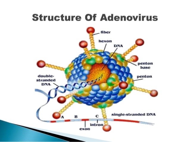 Detail Gambar Virus Dna Nomer 51