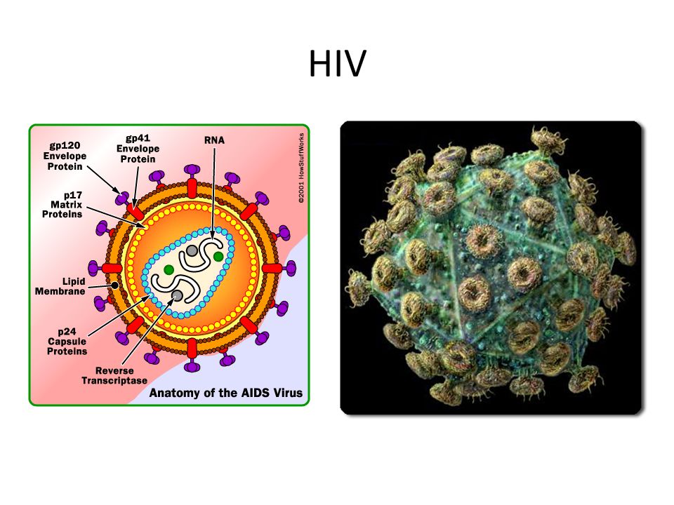 Detail Gambar Virus Dna Nomer 52