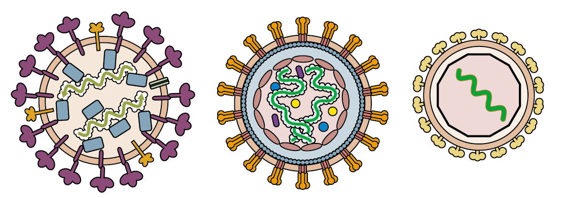 Detail Gambar Virus Dna Nomer 8