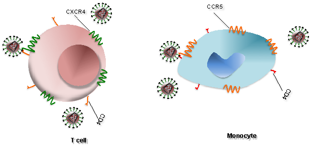 Detail Gambar Virus Hiv Nomer 15