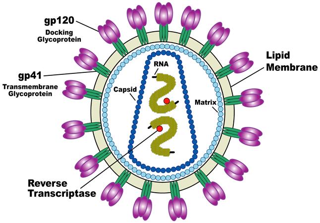 Detail Gambar Virus Hiv Nomer 22