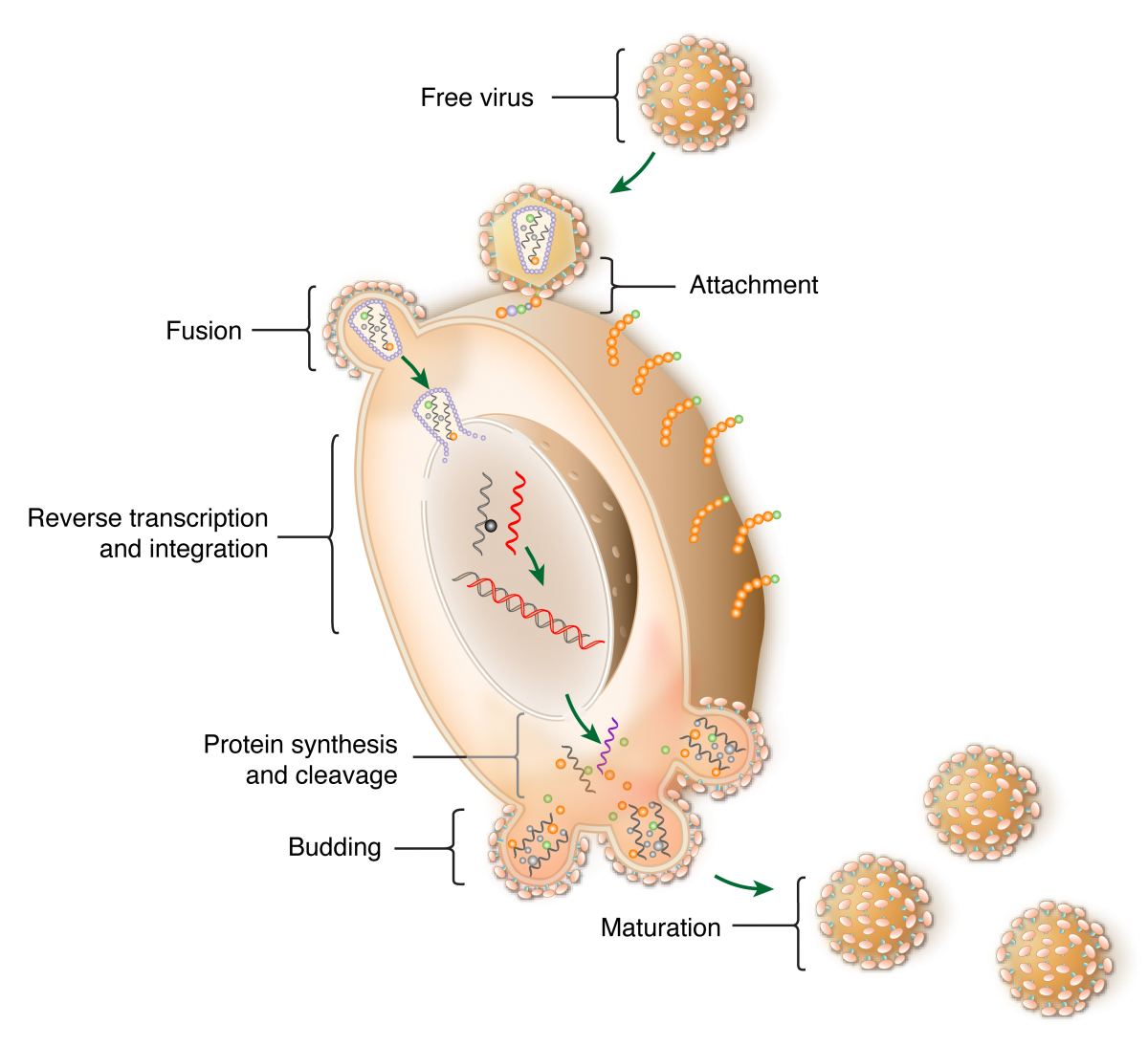 Detail Gambar Virus Hiv Nomer 23