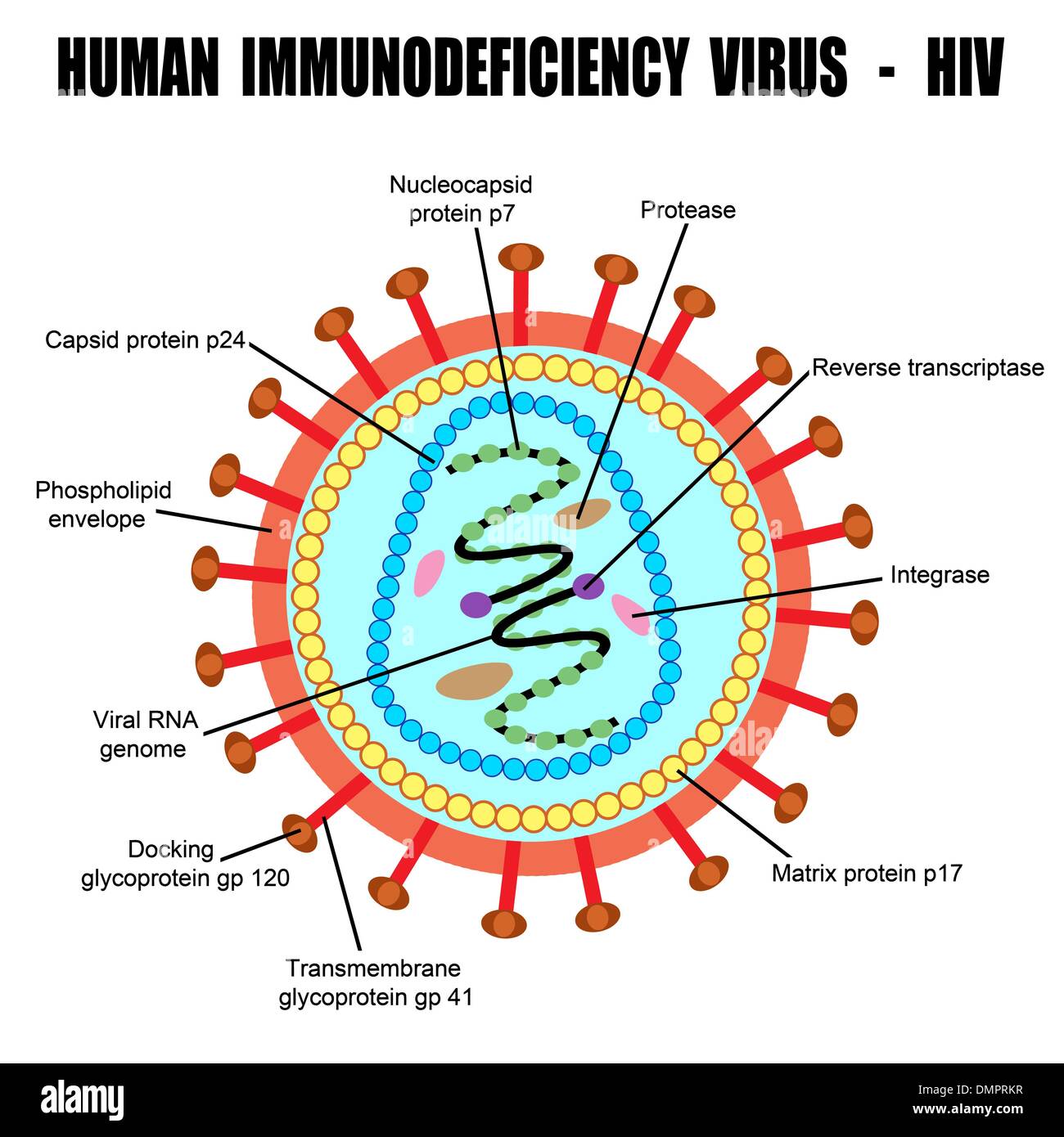 Detail Gambar Virus Hiv Nomer 28