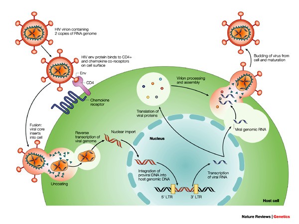 Detail Gambar Virus Hiv Nomer 31