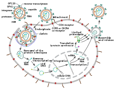 Detail Gambar Virus Hiv Nomer 41