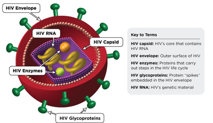 Detail Gambar Virus Hiv Nomer 42
