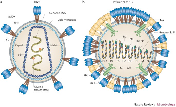 Detail Gambar Virus Hiv Nomer 43