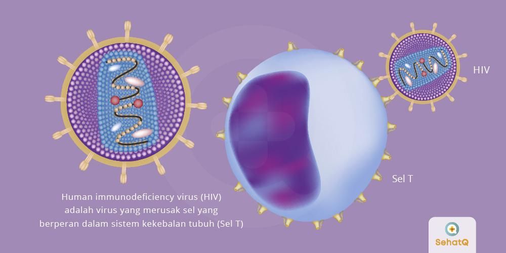 Detail Gambar Virus Penyakit Hivaids Nomer 3
