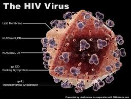 Detail Gambar Virus Penyakit Hivaids Nomer 5