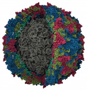 Detail Gambar Virus Polio Nomer 23