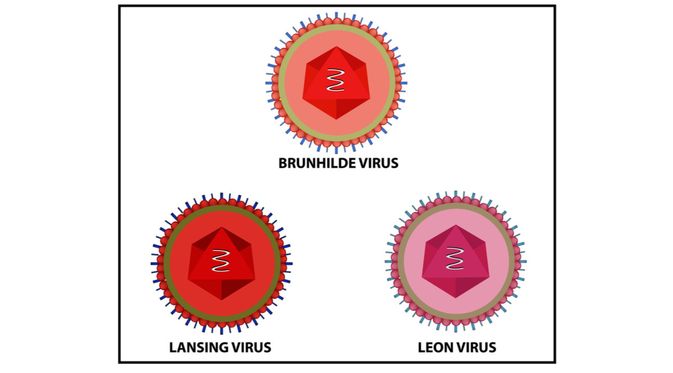 Detail Gambar Virus Polio Nomer 38