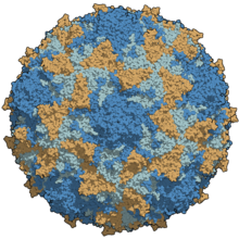 Detail Gambar Virus Polio Nomer 4