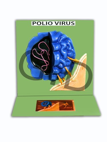 Detail Gambar Virus Polio Nomer 49