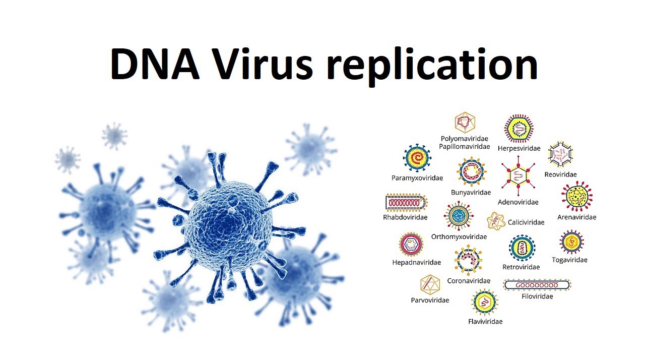 Detail Gambar Virus Rna Dan Dna Nomer 33