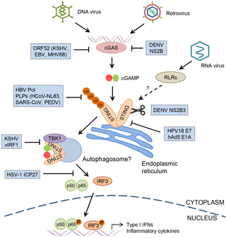 Detail Gambar Virus Rna Dan Dna Nomer 54