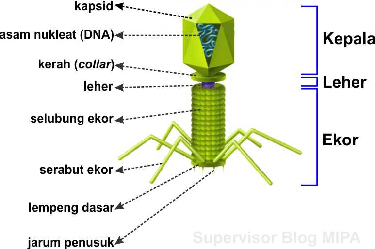 Detail Gambar Virus T Nomer 12