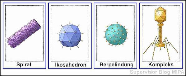 Detail Gambar Virus T Nomer 24