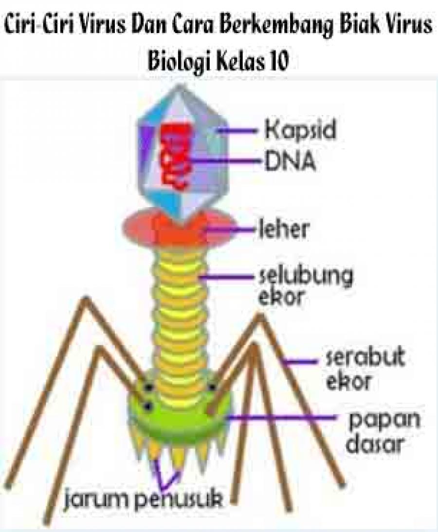 Detail Gambar Virus T Nomer 36