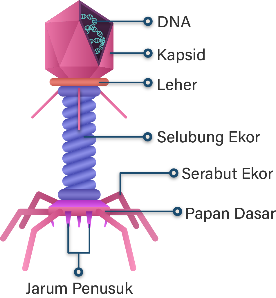 Detail Gambar Virus T Nomer 4