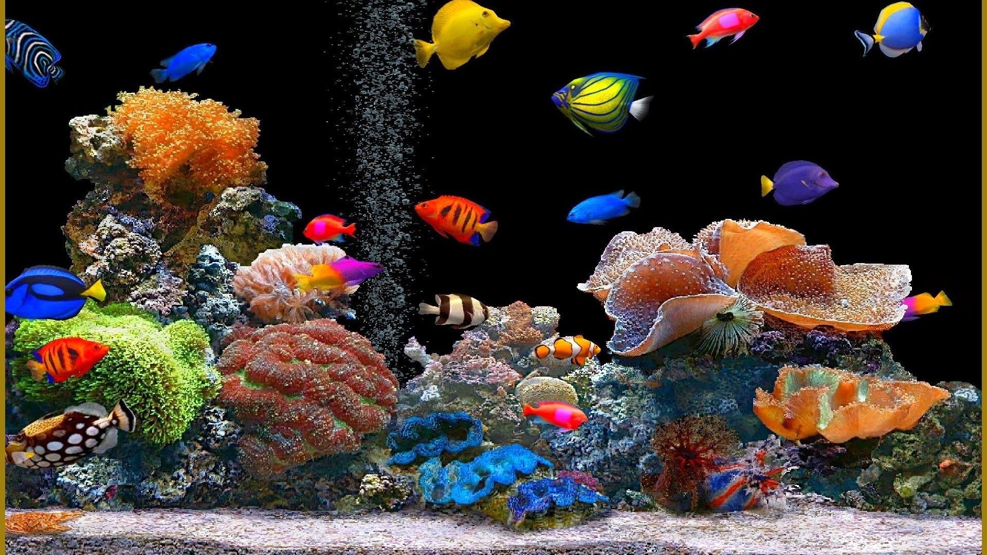 Detail Gambar Wallpaper Aquarium Nomer 3