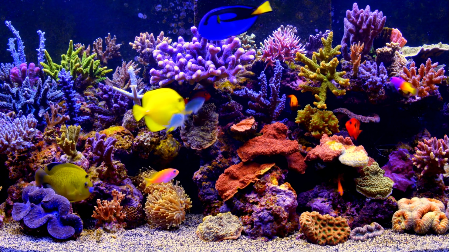 Detail Gambar Wallpaper Aquarium Nomer 43