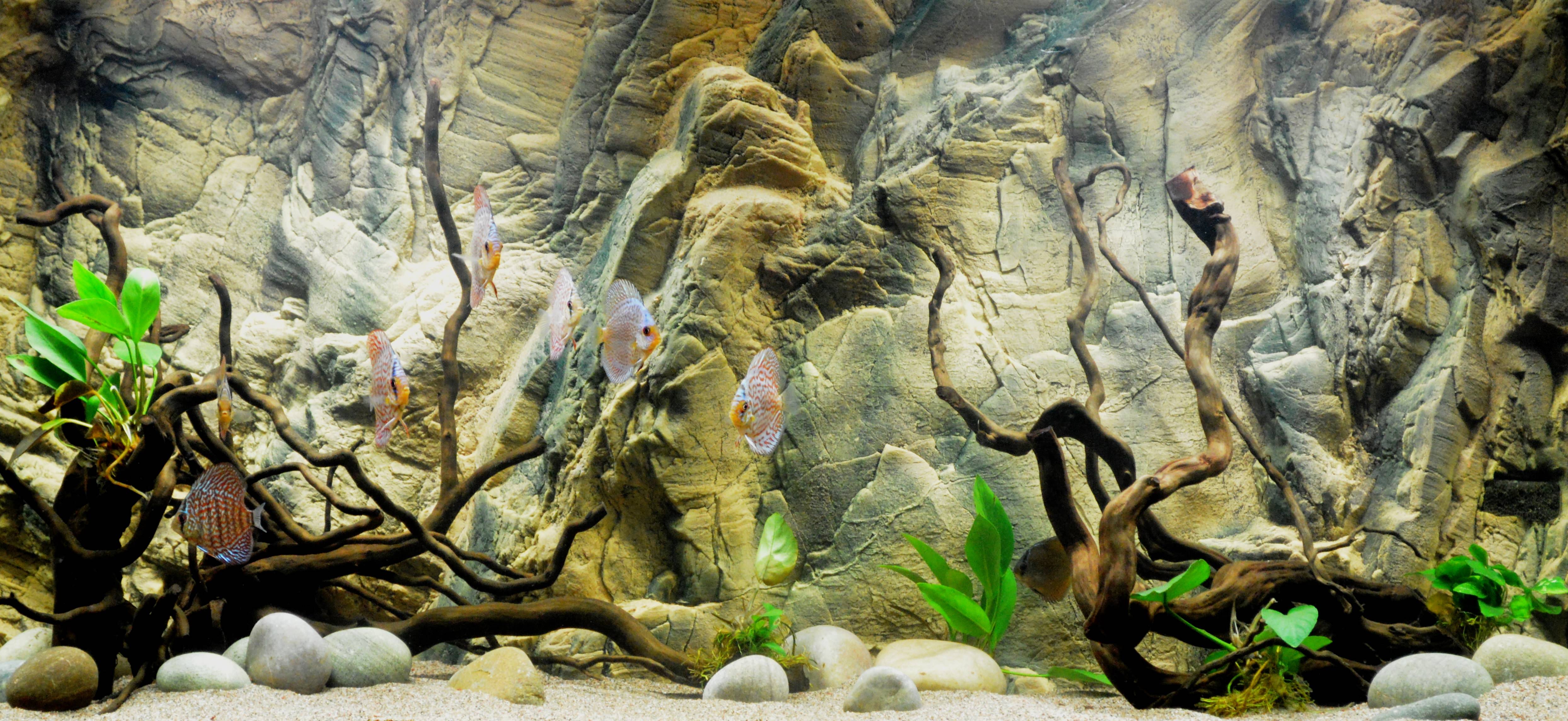 Detail Gambar Wallpaper Aquarium Nomer 46