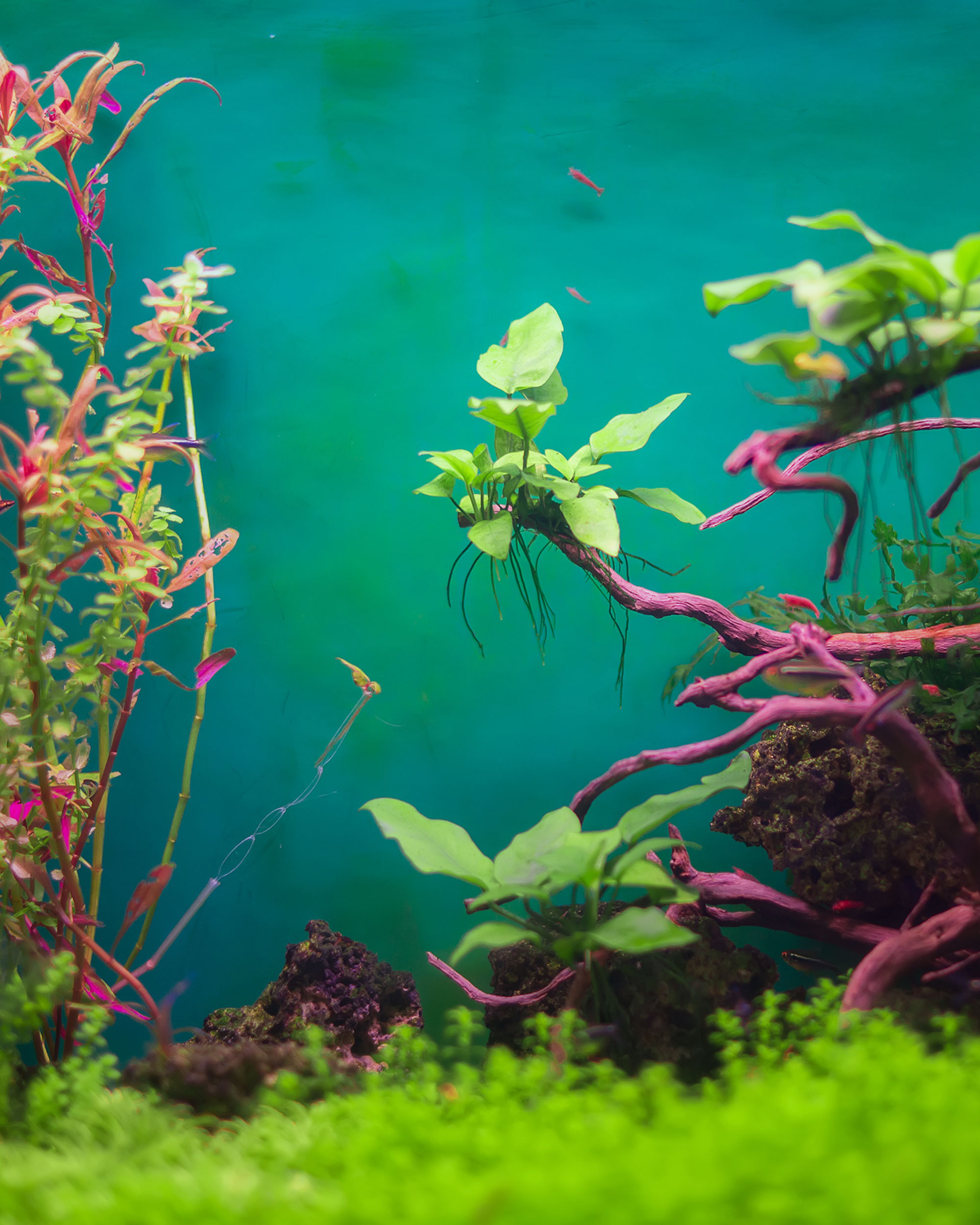 Detail Gambar Wallpaper Aquarium Nomer 51