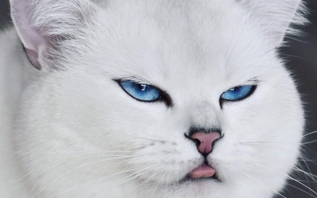 Detail Gambar Wallpaper Bergerak Lucu Nomer 25