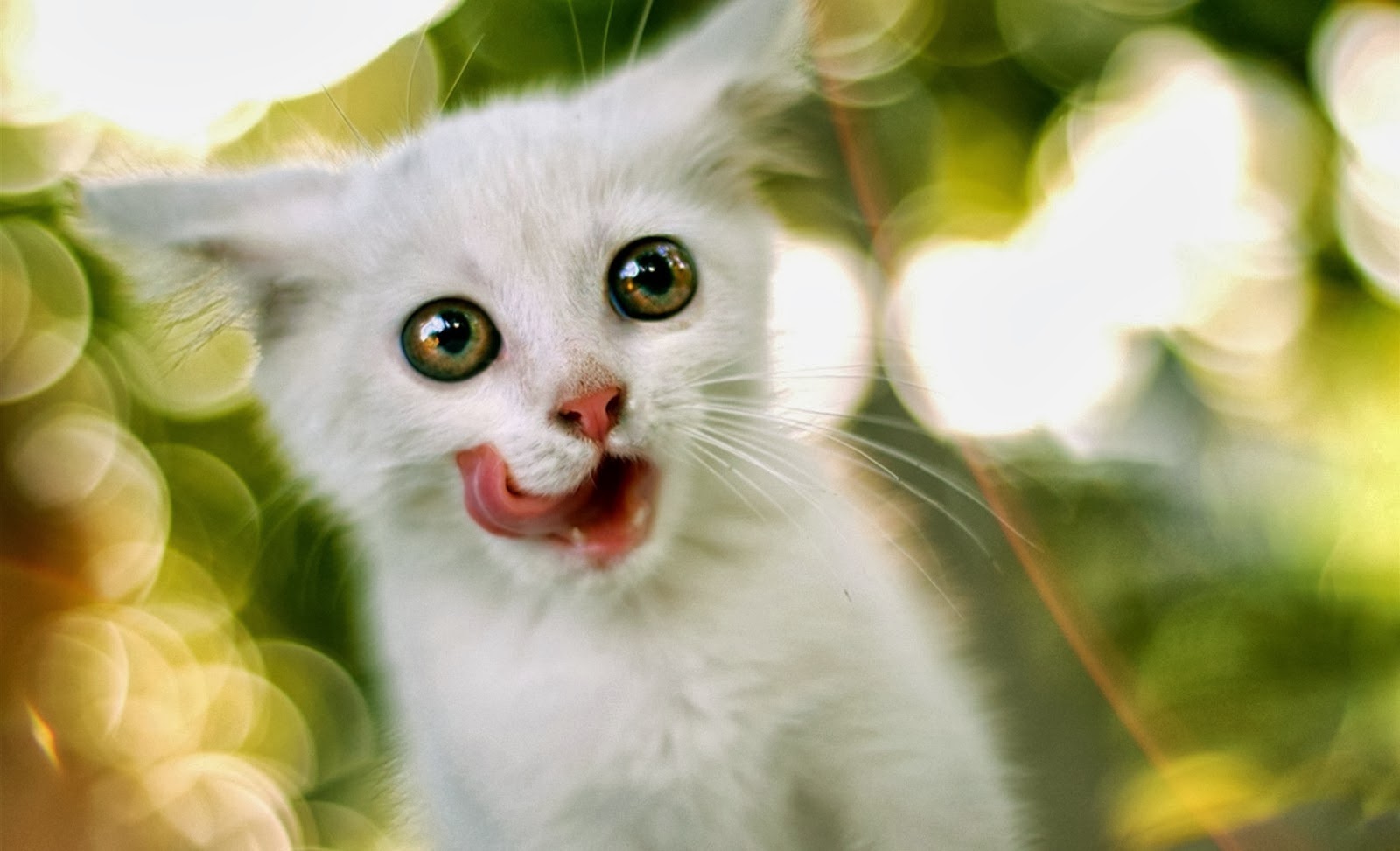 Detail Gambar Wallpaper Bergerak Lucu Nomer 34