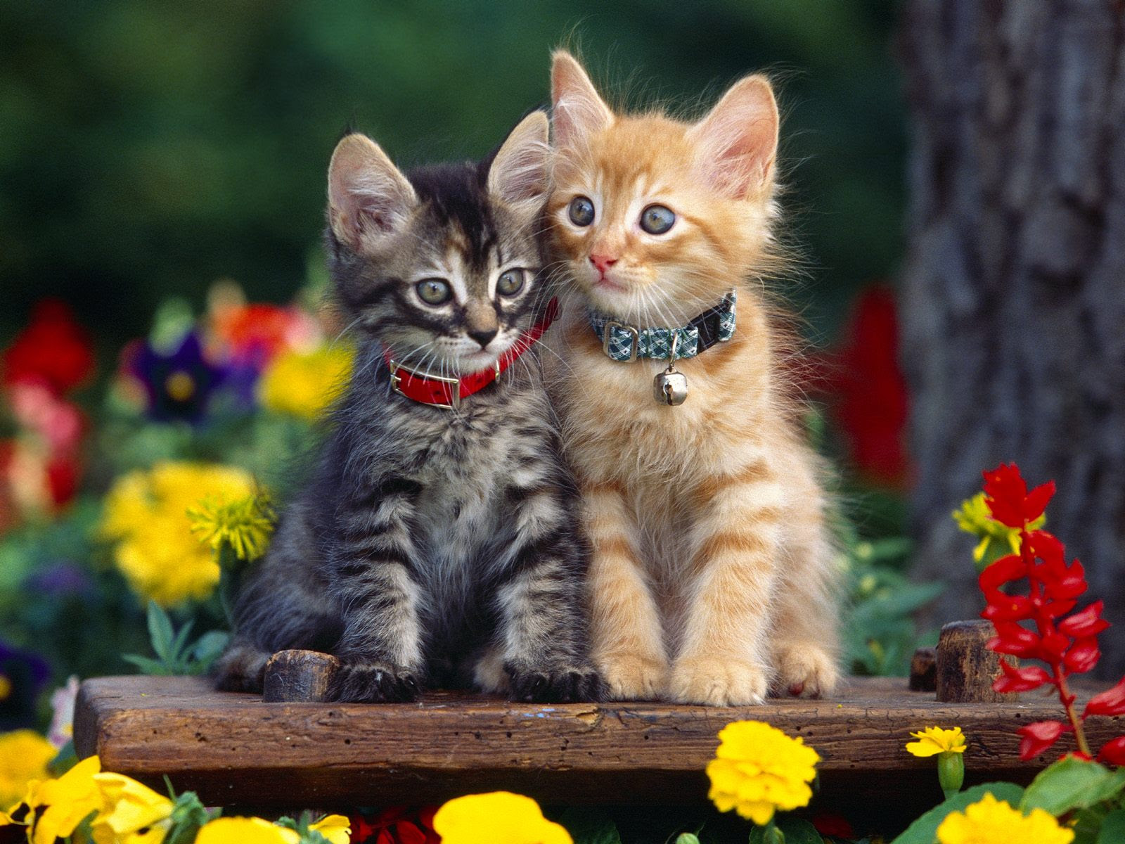 Detail Gambar Wallpaper Bergerak Lucu Nomer 54