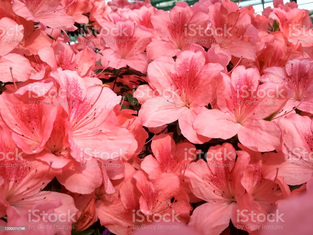 Detail Gambar Wallpaper Bunga Azalea Nomer 17