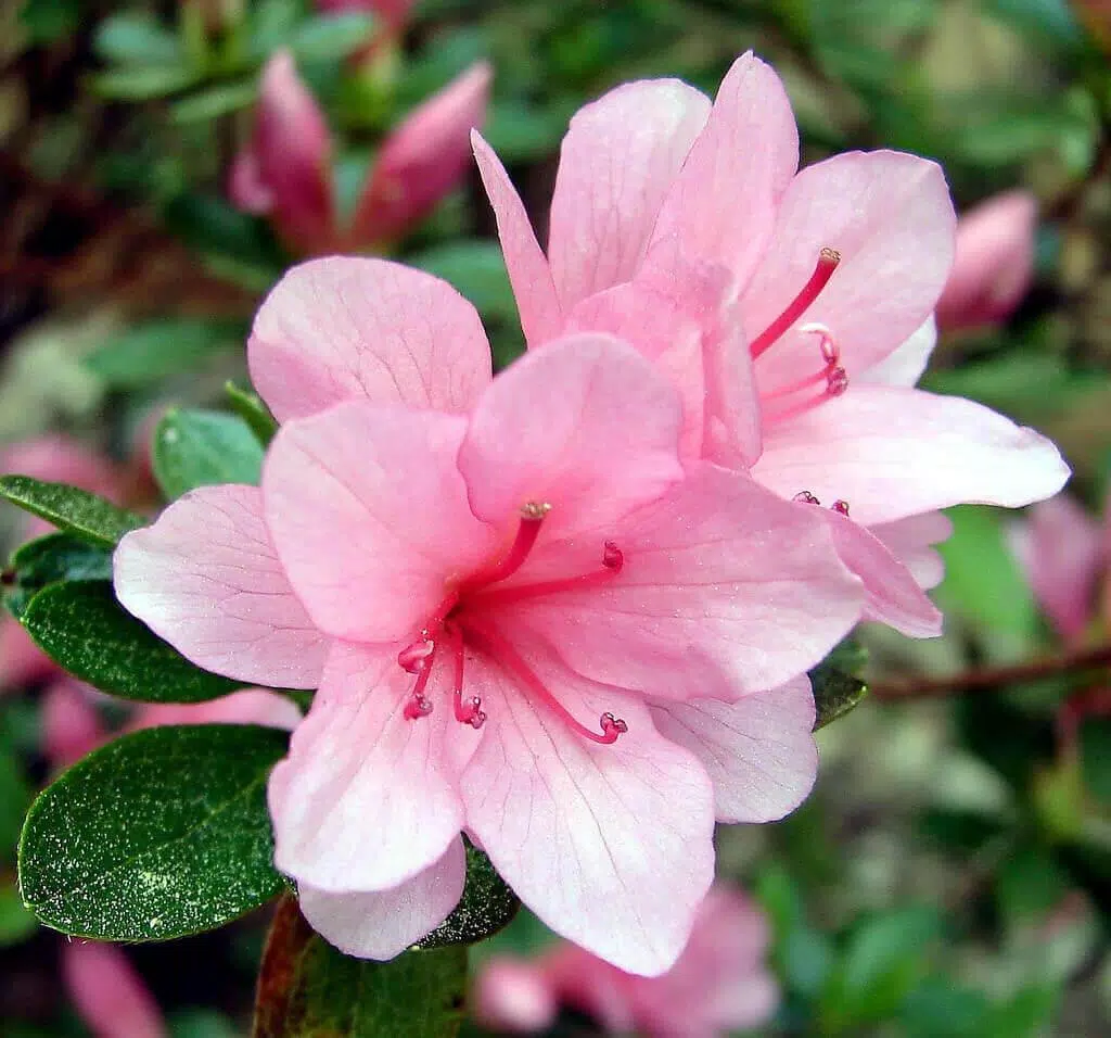 Detail Gambar Wallpaper Bunga Azalea Nomer 23