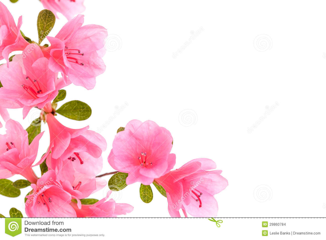 Detail Gambar Wallpaper Bunga Azalea Nomer 27