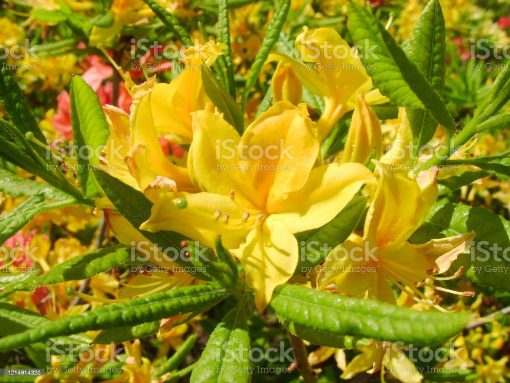 Detail Gambar Wallpaper Bunga Azalea Nomer 29