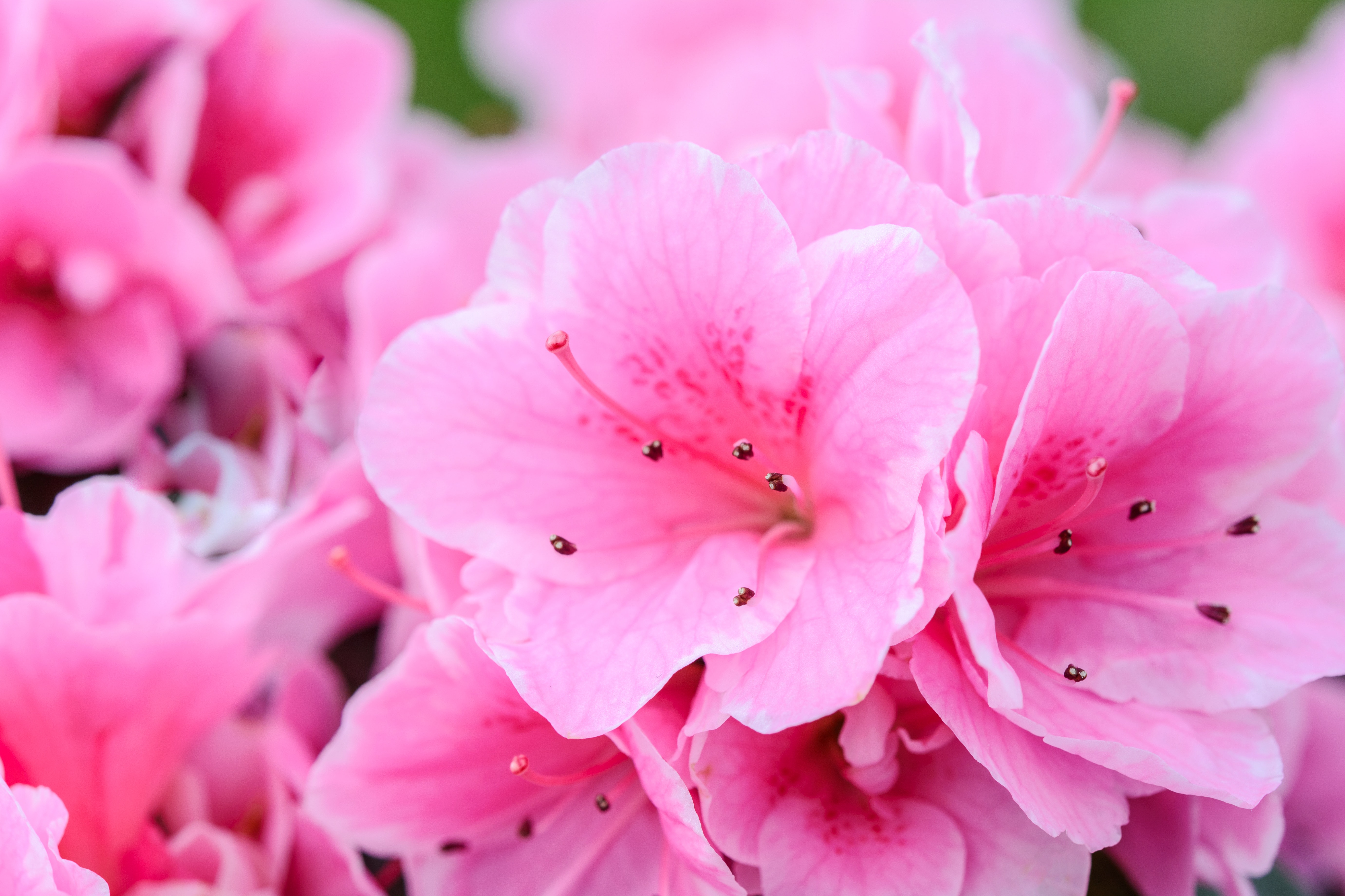 Detail Gambar Wallpaper Bunga Azalea Nomer 49