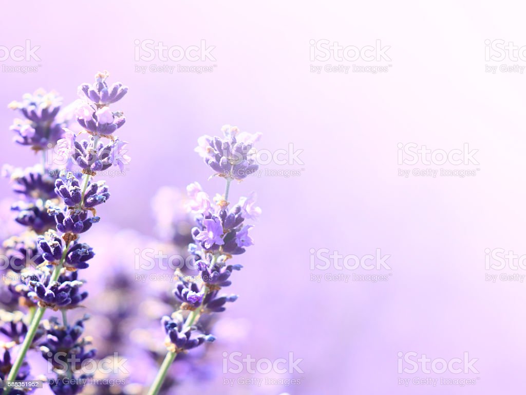 Detail Gambar Wallpaper Bunga Lavender Nomer 13