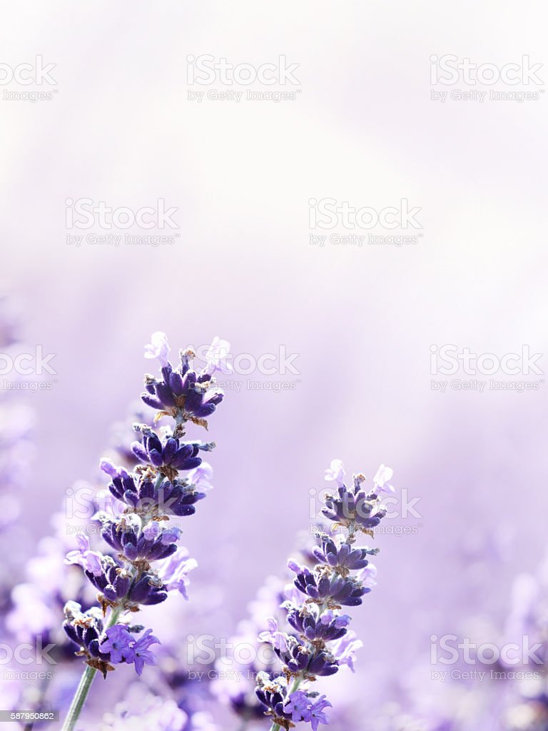 Detail Gambar Wallpaper Bunga Lavender Nomer 7